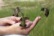 2011-08-Hummingbirds  5.jpg.jpg